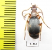 Carabidae sp.  Zimbabwe - INSECTS-STORE.RU