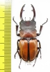 Odontolabis nishiyamai  Indonesia, Flores 44mm - INSECTS-STORE.RU
