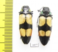 Agelia petelii, pair  Zimbabwe - INSECTS-STORE.RU