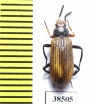 Tenebrionidae sp.  Guinee   - INSECTS-STORE.RU