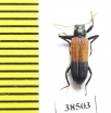 Tenebrionidae sp.  Guinee   - INSECTS-STORE.RU