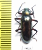 Tenebrionidae sp.  Guinee   - INSECTS-STORE.RU