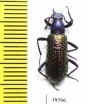 Tenebrionidae sp.  Guinee   - INSECTS-STORE.RU