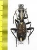 Cypholoba sp.  Zimbabwe - INSECTS-STORE.RU