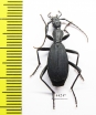 Carabidae sp.  Zimbabwe - INSECTS-STORE.RU