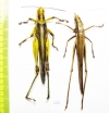 Orthoptera sp.  Indonesia, Kalimantan - INSECTS-STORE.RU