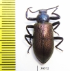 Metallonotus speciosus elegans  Guinee - INSECTS-STORE.RU