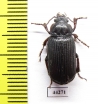 Carabidae sp.  Zimbabwe - INSECTS-STORE.RU