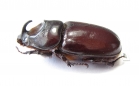 Oryctes boas, male  Madagascar - INSECTS-STORE.RU