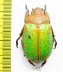 Chrysina victorina, female  Mexico - INSECTS-STORE.RU