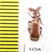 Paussinae sp.  Zimbabwe - INSECTS-STORE.RU