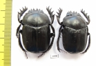 Scarabaeus transcaspicus, pair  Uzbekistan - INSECTS-STORE.RU