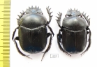 Scarabaeus transcaspicus, pair  Uzbekistan - INSECTS-STORE.RU