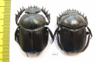Scarabaeus transcaspicus, pair  Uzbekistan - INSECTS-STORE.RU