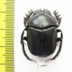 Scarabaeus transcaspicus  Uzbekistan - INSECTS-STORE.RU