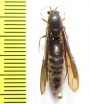 Formicidae sp.  French Guiana - INSECTS-STORE.RU