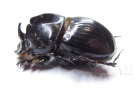 Copris sp.  Zimbabwe - INSECTS-STORE.RU