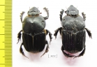 Heteronitis sp., pair  Zimbabwe - INSECTS-STORE.RU