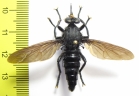 Asilidae sp.  Madagascar - INSECTS-STORE.RU
