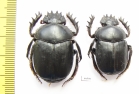 Scarabaeus aegyptiacus, pair  Tunis - INSECTS-STORE.RU