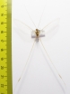 Nemopteridae sp.  Malawi - INSECTS-STORE.RU