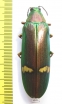 Megaloxantha hemixantha hemixantha, male  Malaysia - INSECTS-STORE.RU