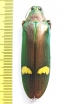 Megaloxantha hemixantha hemixantha, male  Malaysia - INSECTS-STORE.RU