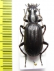 Carabidae sp.  South Africa Rep. - INSECTS-STORE.RU