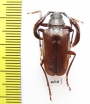 Polylobarthron margelanicus  Uzbekistan - INSECTS-STORE.RU