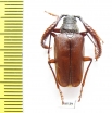 Polylobarthron margelanicus  Uzbekistan - INSECTS-STORE.RU