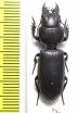 Carabidae sp.  Peru - INSECTS-STORE.RU