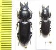 Carabidae sp.  Argentina - INSECTS-STORE.RU