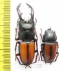Prosopocoilus umhangi, pair  Tanzania 55mm - INSECTS-STORE.RU