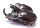 Dichodontus grandis, pair  Malaysia  49mm - INSECTS-STORE.RU