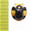 Chrysomelidae sp.  Cameroon - INSECTS-STORE.RU