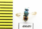 Chrysididae sp.  Russia, Mordovia reg. - INSECTS-STORE.RU