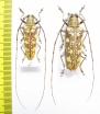 Hammatoderus sp., pair  Panama   - INSECTS-STORE.RU