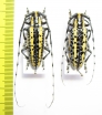 Deliathis flavis, pair  Guatemala  35/34mm - INSECTS-STORE.RU