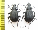 Calosoma sp., pair  Tanzania - INSECTS-STORE.RU