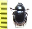 Phelotrupes reni  China - INSECTS-STORE.RU