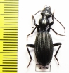 Cypholoba alstoni  South Africa Rep. - INSECTS-STORE.RU