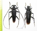 Cerambyx cerdo acuminatus, pair  Russia, Krasnodar reg. 44/49mm - INSECTS-STORE.RU