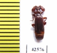 Paussinae sp.  South Africa Rep. - INSECTS-STORE.RU