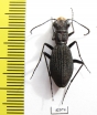 Dromica sp., female  South Africa Rep. - INSECTS-STORE.RU