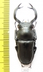 Rhaetulus crenatus crenatus  Taiwan 53mm - INSECTS-STORE.RU