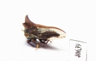 Membracidae sp.  India - INSECTS-STORE.RU