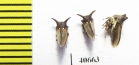 Membracidae sp.  India - INSECTS-STORE.RU