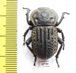 Anomalipus sp.  South Africa Rep. - INSECTS-STORE.RU