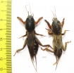 Gryllotalpidae, Gryllotalpa gryllotalpa  Russia - INSECTS-STORE.RU
