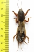Gryllotalpidae, Gryllotalpa gryllotalpa  Russia - INSECTS-STORE.RU